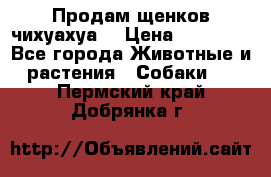 Продам щенков чихуахуа  › Цена ­ 10 000 - Все города Животные и растения » Собаки   . Пермский край,Добрянка г.